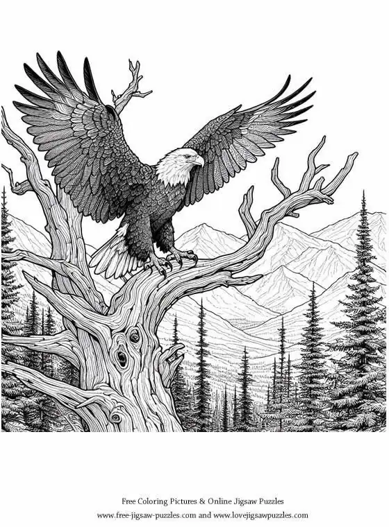 Bald Eagle picture for coloring and printing - Free Picture 27