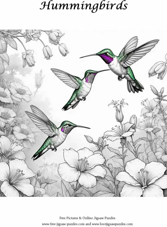 Hummingbirds picture for coloring and printing - Free Picture 27