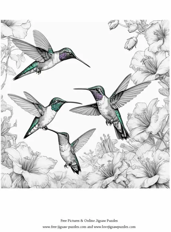 Hummingbirds picture for coloring and printing - Free Picture 5