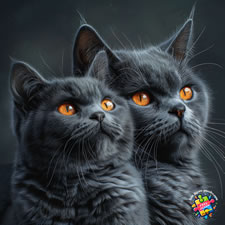 Two gorgeous Chartreux cats