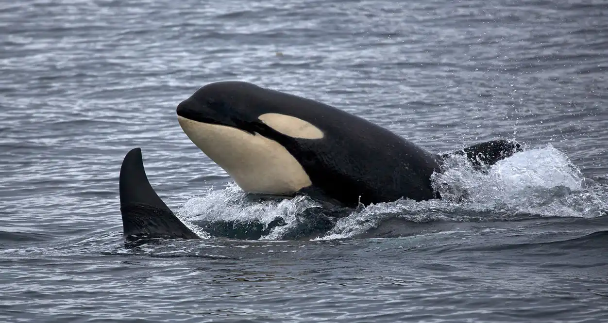 Orcas - Kenai Fjords National Park