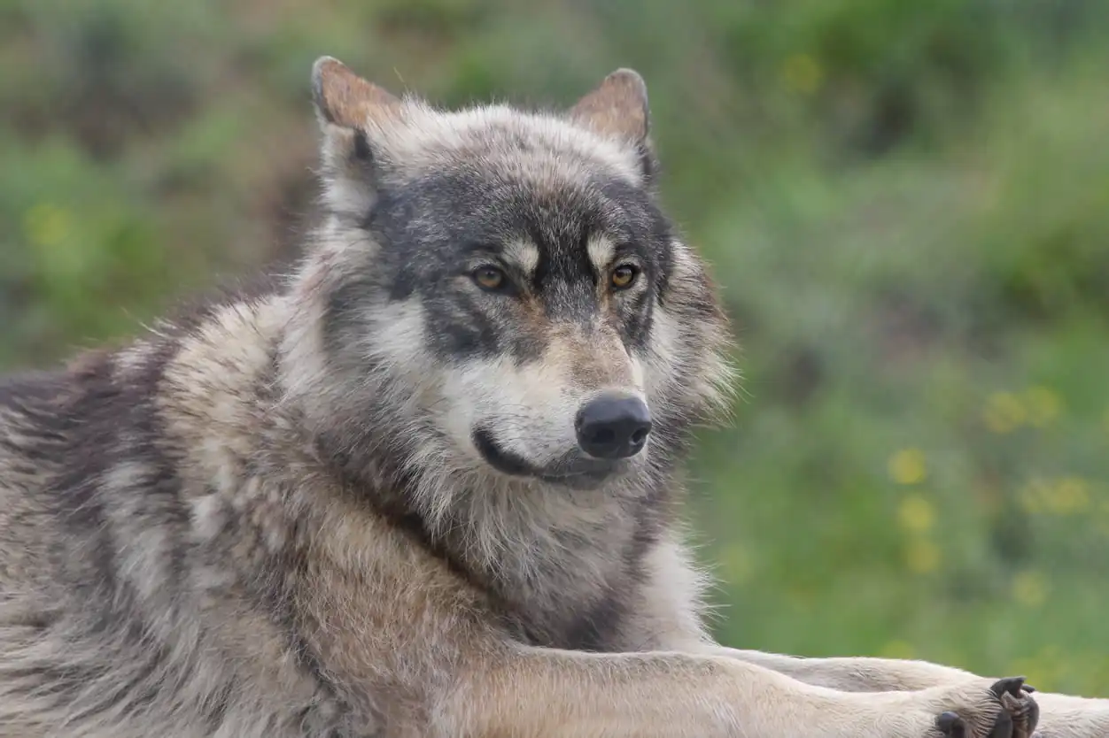 North American wolf